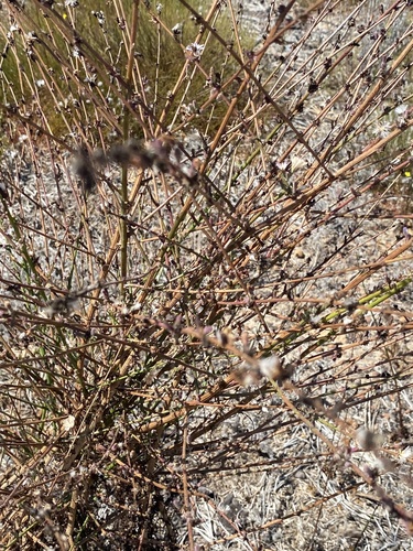 Stephanomeria diegensis, photograph 2