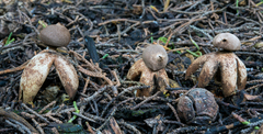 Geastrum fornicatum