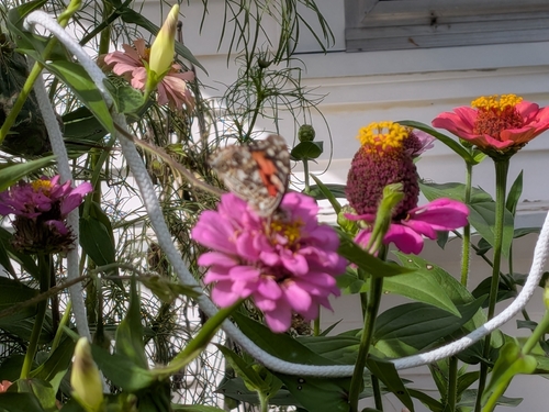 Painted Lady