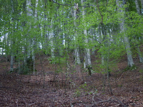European beech