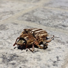 Anoxia australis