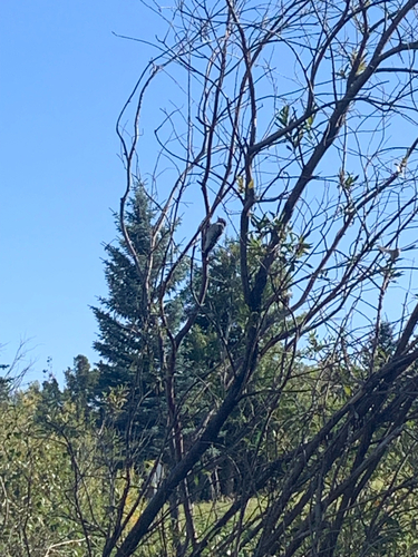 Downy Woodpecker