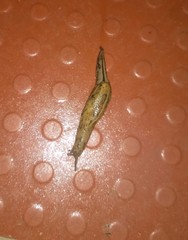 Ariophantidae
