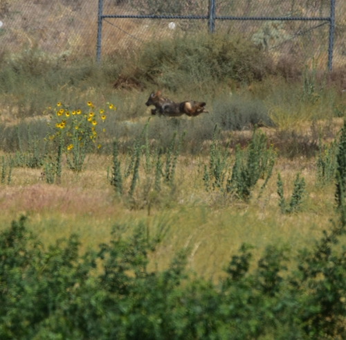 Coyote