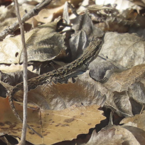 Ornate Tree Lizard