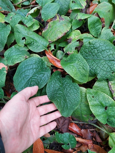 Symphytum tauricum
