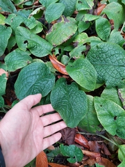 Symphytum tauricum