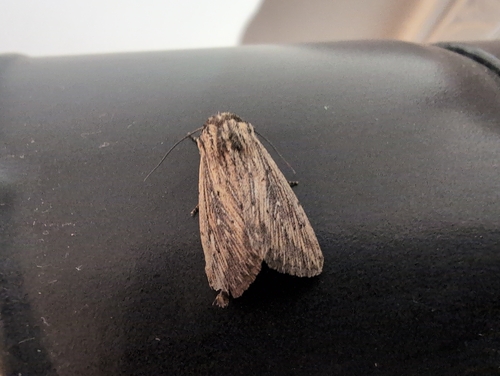 Devonshire Wainscot