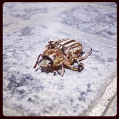 Anoxia australis