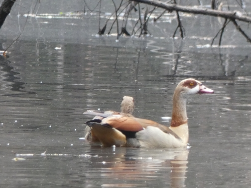 Egyptian Goose