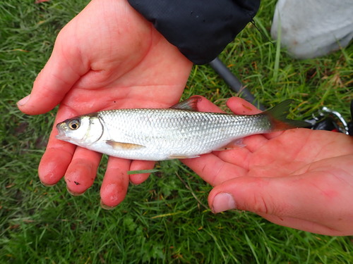Common Dace