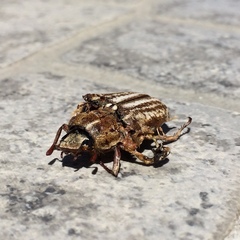 Anoxia australis