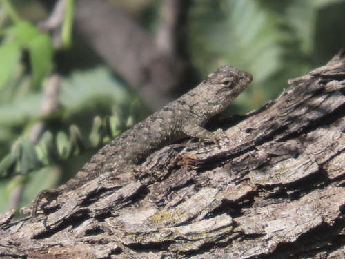 Clark's Spiny Lizard