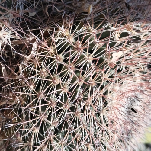 Mammillaria grusonii