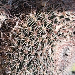 Mammillaria grusonii