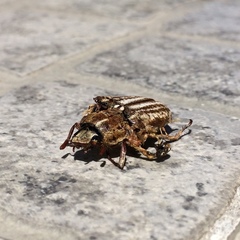 Anoxia australis