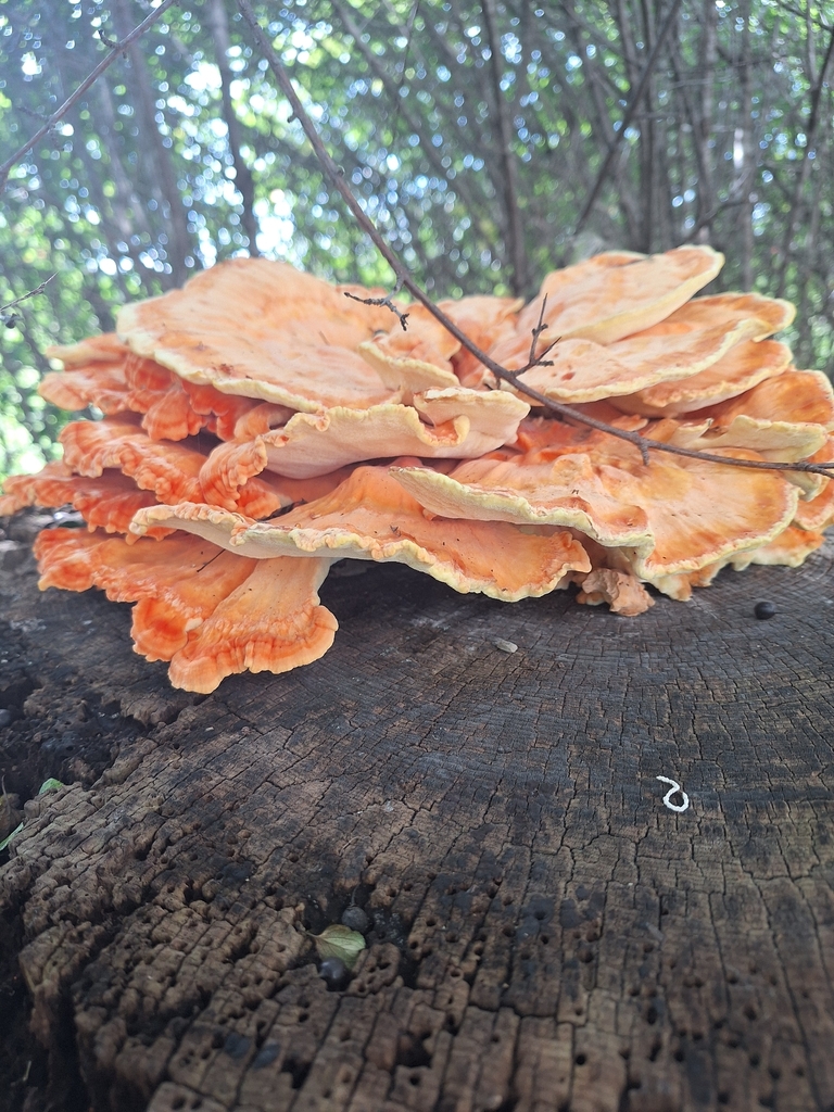 chicken of the woods · September 2026 · photo: Photo: no rights reserved · iNaturalist