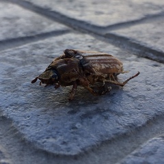 Anoxia australis