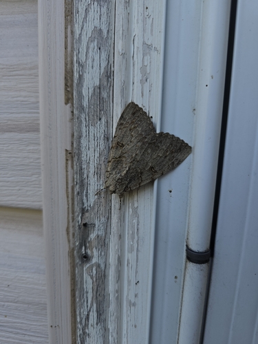 Sweetheart Underwing
