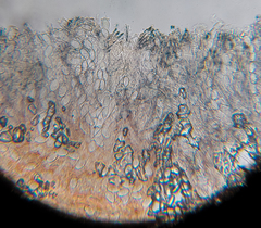 Pseudopithyella minuscula image