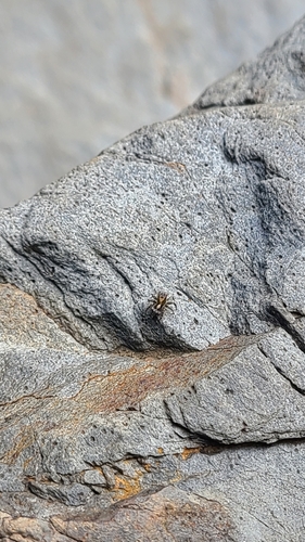 flea jumping spider