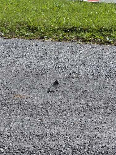 White Wagtail