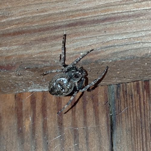 Walnut Orbweaver