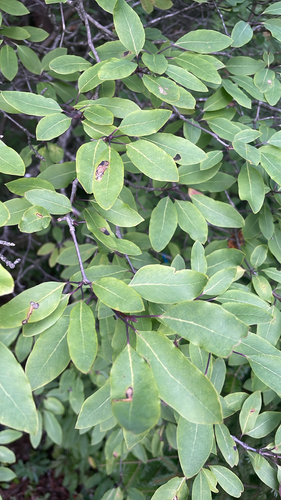 Ilex mucronata, photograph 3