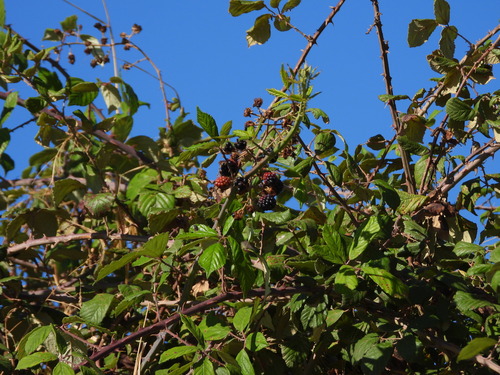 Rubus ulmifolius, photograph 2