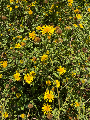 Common Fleabane