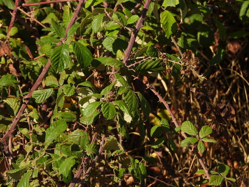Rubus ulmifolius, photograph 3