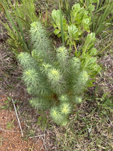Athanasia crithmifolia, photograph 1