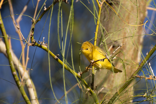 Northern Yellow Warbler
