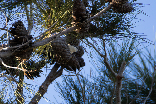 Pygmy Nuthatch