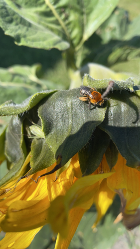 Dark-veined Longhorn Bee