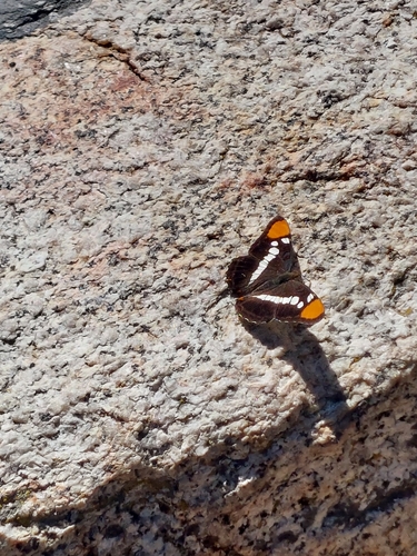 iNaturalist observation photo of California Sister