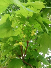 Acer platanoides