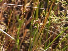 Scirpoides holoschoenus, photograph (c) Duarte Frade, some rights reserved (CC BY)