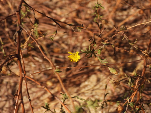 Pulicaria paludosa, photograph 4