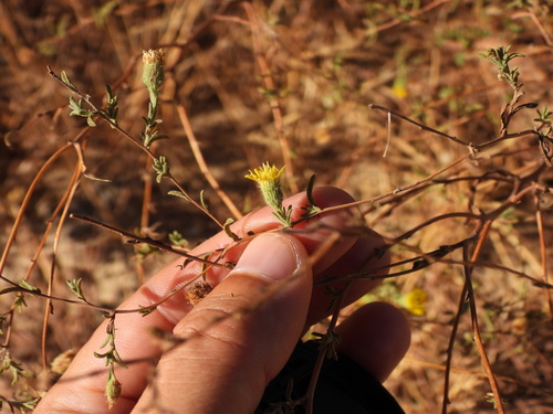 Pulicaria paludosa, photograph 5