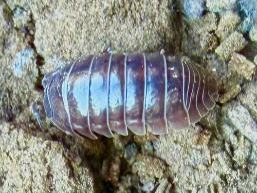 Common Pill Woodlouse