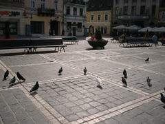 Columba livia domestica