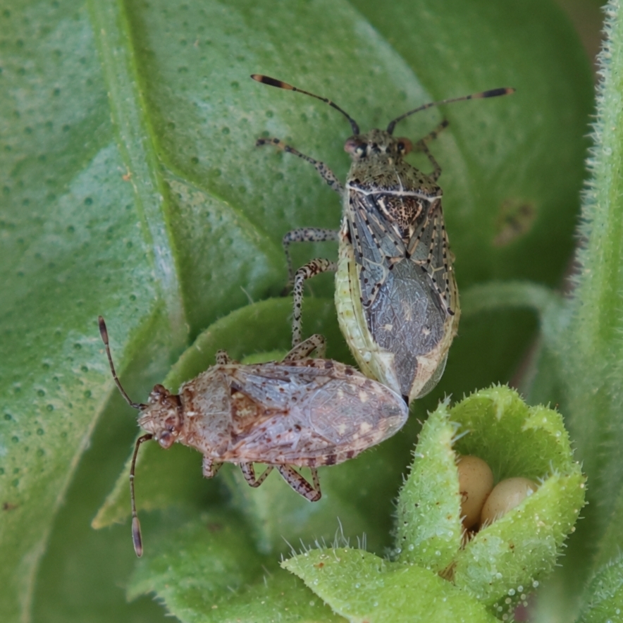 Arhyssus punctatus