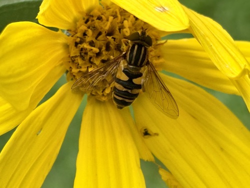 Narrow-headed Marsh Fly