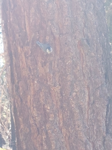 iNaturalist observation photo of White-breasted Nuthatch