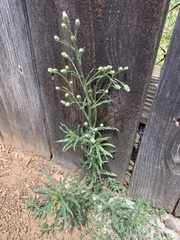 Erigeron bonariensis