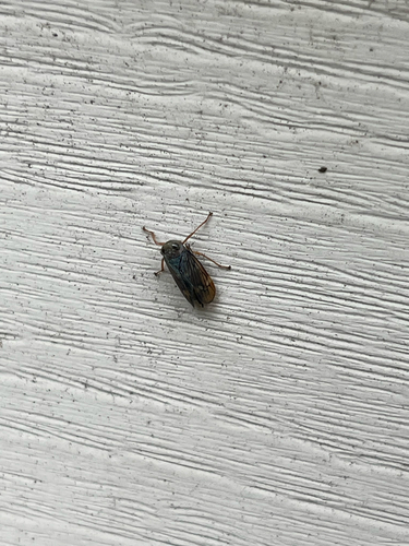 Coppery Leafhopper