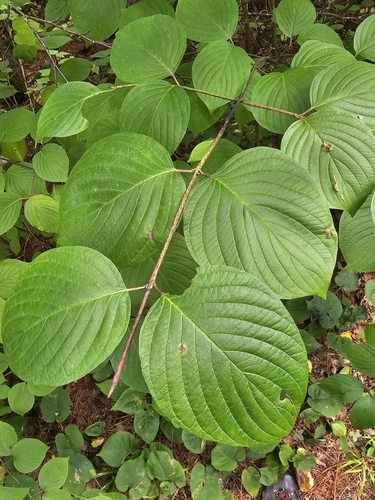Cornus rugosa, photograph 3