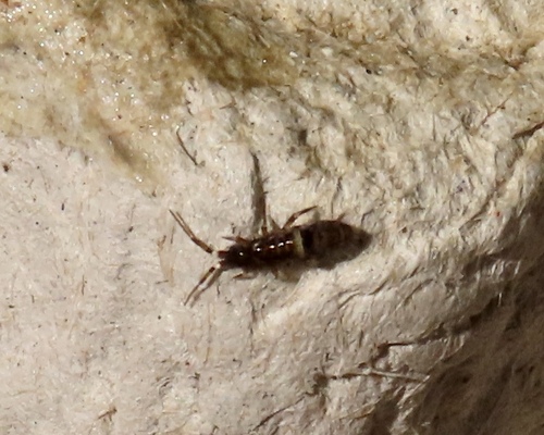 Belted Springtail