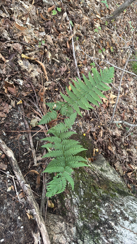 marginal wood fern
